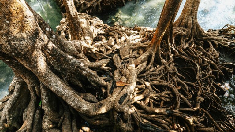 Sodziu? Lithuanian language roots