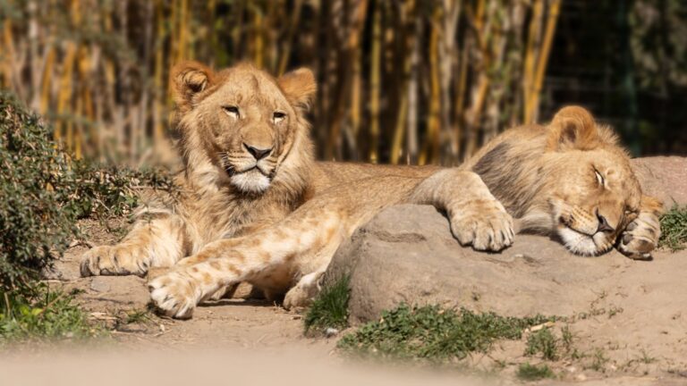 Artofzio: A single technique