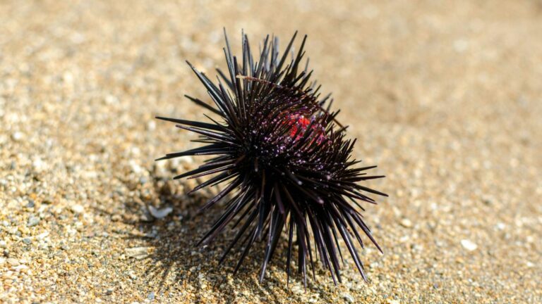 Sea Porcupine: Another name for a sea urchin