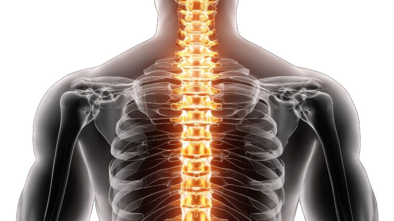 Posterior: Situated behind or toward the back